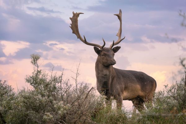 camera techniek leren bij de onlinefotoschool - basiscursus fotografie tot gevorderde fotografiecursus